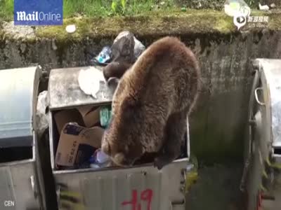 斯洛伐克棕熊垃圾箱寻觅午餐 不惧围观专心进食