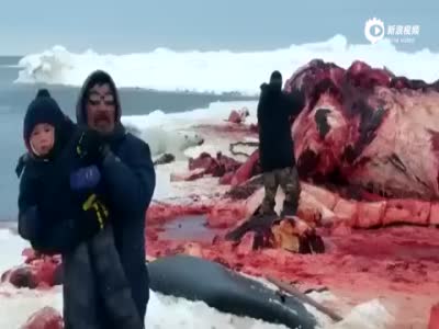 饥饿北极熊上岸食鲸鱼尸体 遭猎人残忍射杀