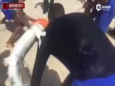 实拍7男强拉鲨鱼上岸拍照 将其折磨致死
