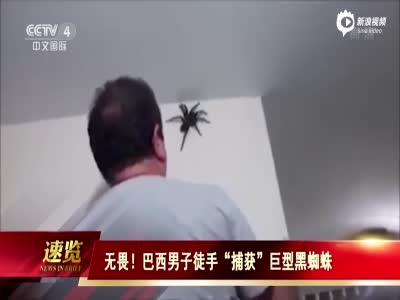 实拍巴西男子徒手“捕获”巨型黑蜘蛛 