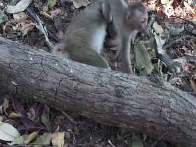 泰国一母猴死于车祸 小猴抱尸哭泣不愿离去
