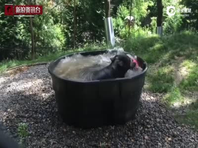 美动物园黑熊夏日炎炎享受木桶浴