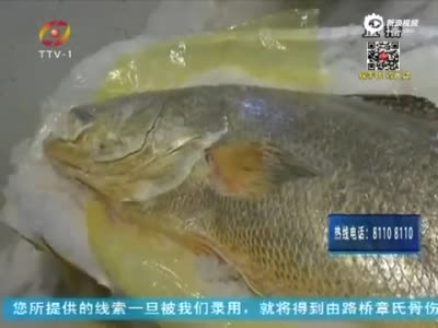 浙江现1.69米长黄唇鱼 身价达上百万元 