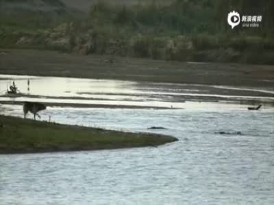 实拍南非狗狗河边游走 被鳄鱼一口咬住拖水中