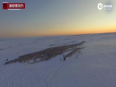航拍上千驯鹿穿越极地大迁徙 场面震撼