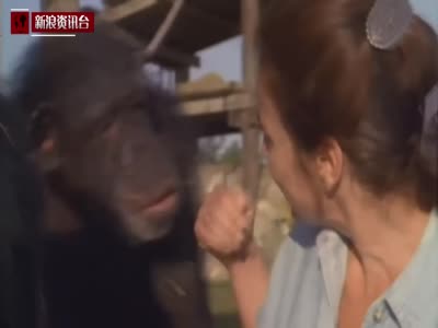 黑猩猩认出25年前救命恩人 咧嘴微笑张臂索抱