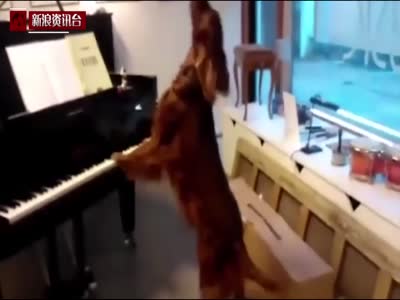 芬兰雪达犬自弹自唱 堪称宠物界的钢琴家