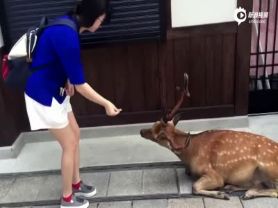 实拍日本小鹿懂礼貌 与喂食游客相互鞠躬