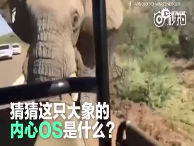 施瓦辛格非洲旅游遭大象狂追车 场面惊险