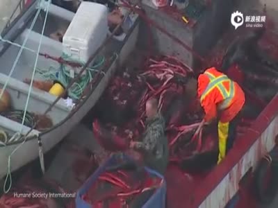 航拍加拿大渔民殴打活剥海豹 血染冰河