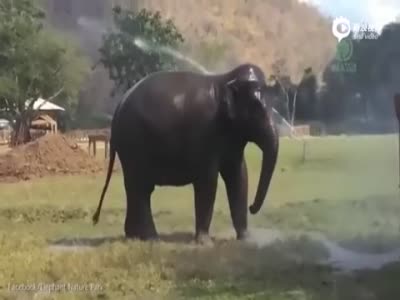 实拍泰国大象自造喷泉呆萌戏水 俨然小顽童