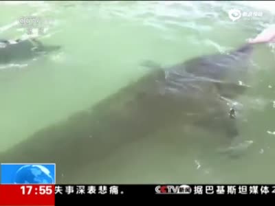 黑龙江渔民捕获今年最重鳇鱼，650斤！