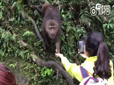 实拍女游客峨眉山喂猴拍照 手机被猴子抢走