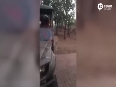 实拍南非顽皮狮子钻进观光车 跳上男子大腿嬉戏