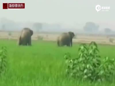 实拍印度大象闯入村庄 将男子抛起后踩死