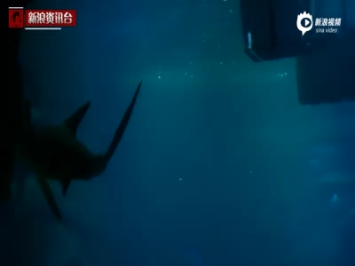 现场：游客与35头鲨鱼同眠 360度无死角接触